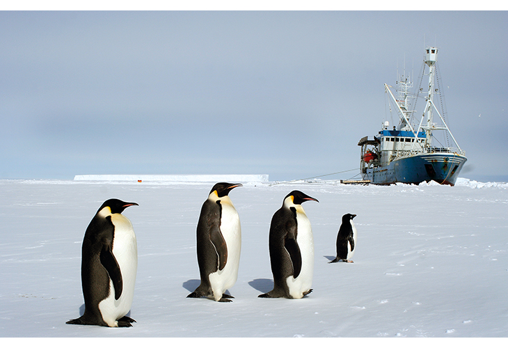 Figure 7.2 Penguins with the research ship Lance in the background.
