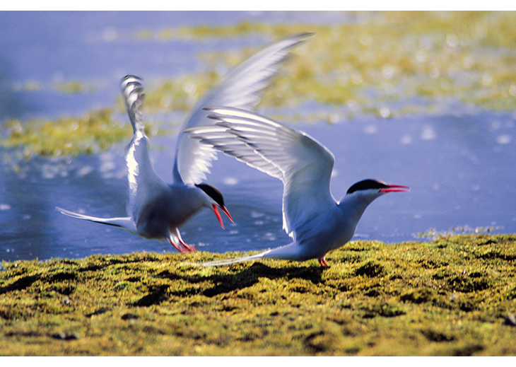 Figure 7.3 Arctic terns fly around the globe. They nest in Svalbard and then fly south to spend the spring and winter (South Pole summer) in the pack ice of the Southern Ocean.
