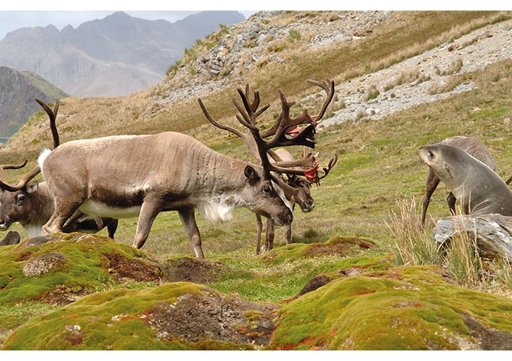 Figure 7.7 Reindeer in South Georgia, introduced by Norwegian whalers from 1911 onwards. In 2014 the stock was removed for environmental reasons.
