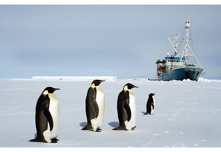 Figur 7.2 Pingvinar med forskingsskipet Lance i bakgrunnen.
