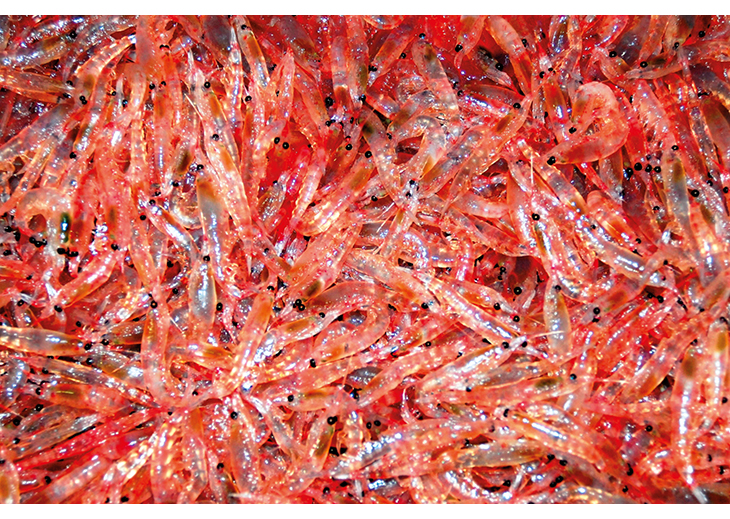 Figur 8.2 Krill er den viktigaste ressursen for dei norske fiskeria i Antarktis. 
