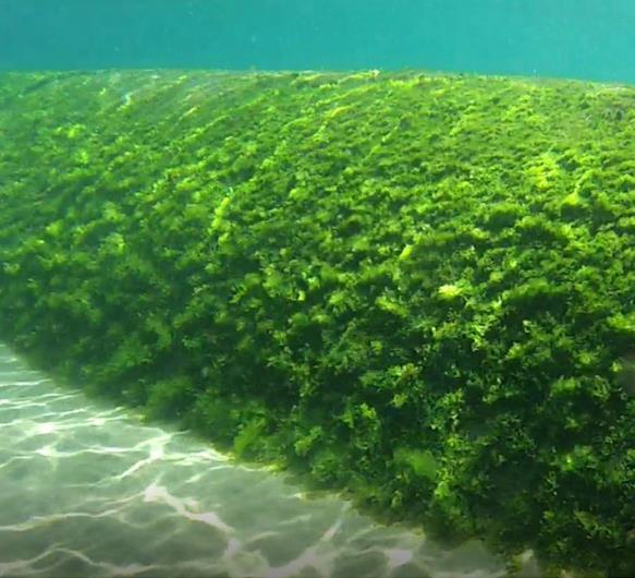 Foto viser noe som ligner et rør. Røret ligger på havbunnen og er overgrodd av grønne alger. Over røret sees hav, og under røret ser man havbunnen som er sand.