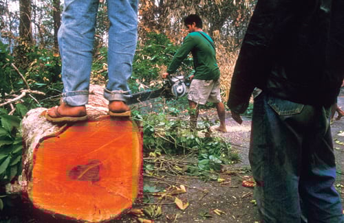 Figure 4.3 Tropical rainforests are being cleared to make way for plantations
 in Indonesia.