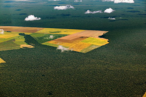 Figure 7.4 Deforestation in the Amazon, where the rainforest has had to
 give way to cultivated land.