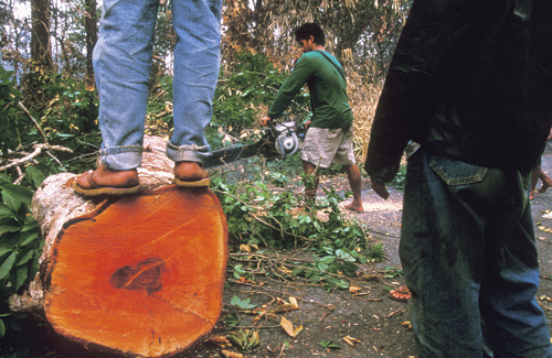 Figur 4.3 Tropisk regnskog hogges for å gi plass til plantasjedrift
 i Indonesia.
