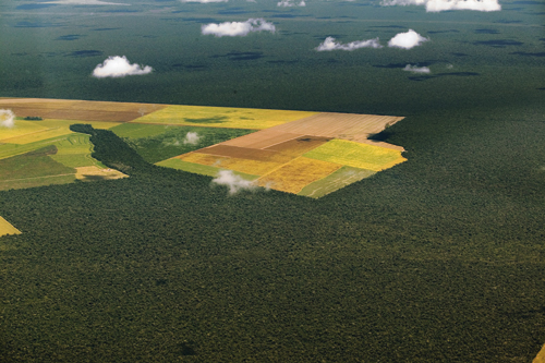 Figur 7.4 Avskogingen i Amazonas, der regnskog har måttet vike
 plass for dyrket mark.
