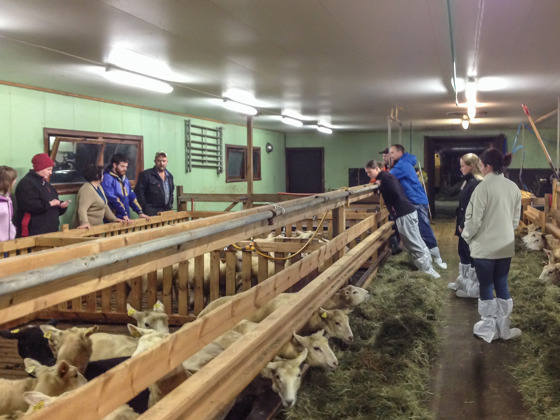 Kurs om sau for nye på Tingvoll ble avsluttet med fjøsbesøk hos Rune Hanem.