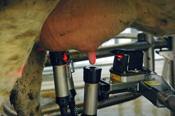 En tredjedel av melken vi drikker kommer i dag fra en melkerobot. Melkeroboten bidrar til bedre dyrevelferd. Når kua selv kan gå til melkeroboter, slipper kua å gå med sprengte jur. 