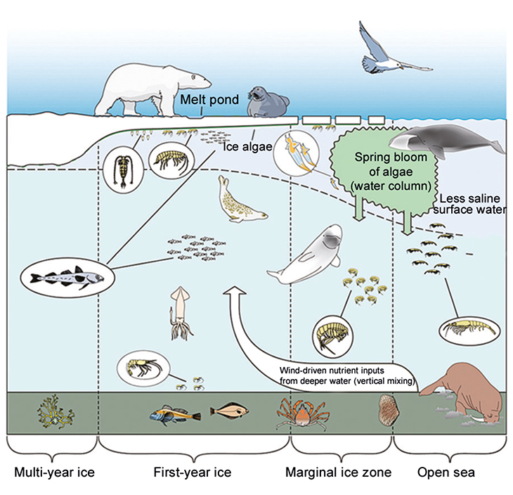 Figure 2.13 The ecosystem in the marginal ice zone during the spring bloom.