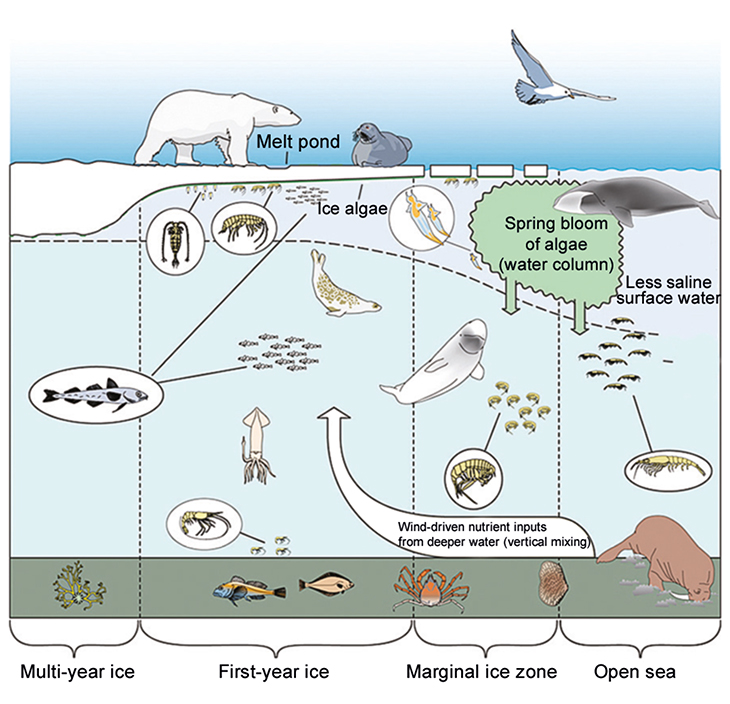 Figure 2.13 The ecosystem in the marginal ice zone during the spring bloom.
