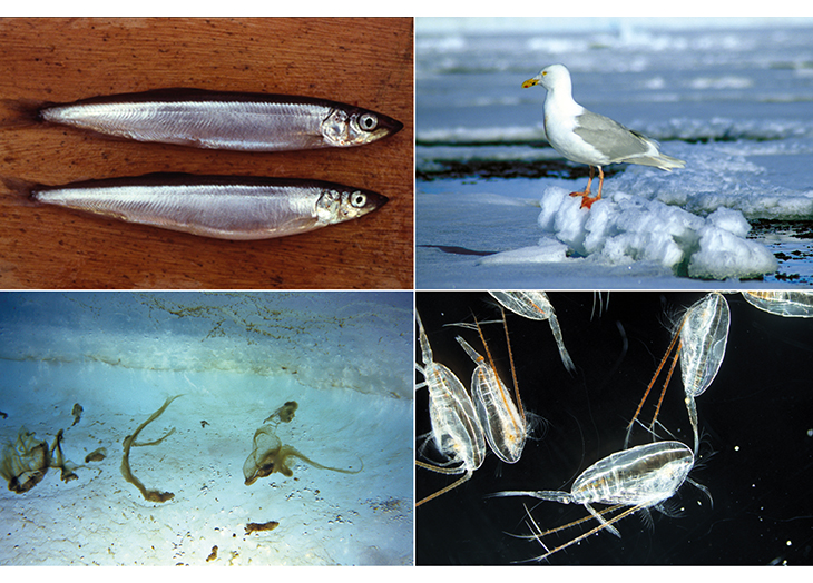Figure 2.14 Species found in the marginal ice zone: capelin, glaucous gull, ice algae and the copepod Calanus glacialis (zooplankton).
