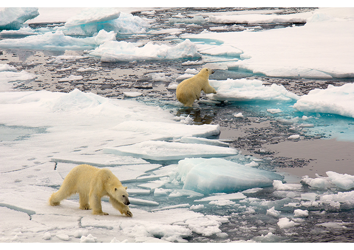 Figure 2.17 Polar bears in the marginal ice zone in the Barents Sea.
