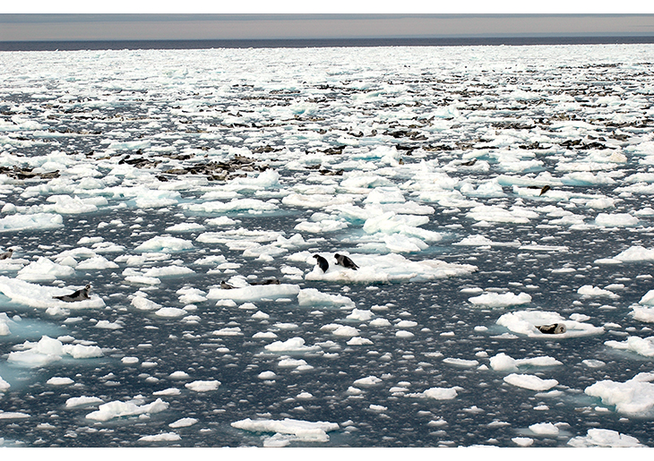 Figure 2.18 Harp seals on the ice in the marginal ice zone.
