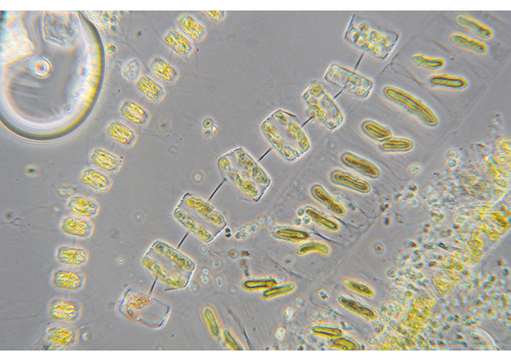 Figure 2.3 Microscopic algae in the marginal ice zone. Common phytoplankton species in a spring bloom.