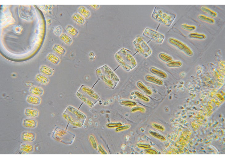 Figure 2.3 Microscopic algae in the marginal ice zone. Common phytoplankton species in a spring bloom.
