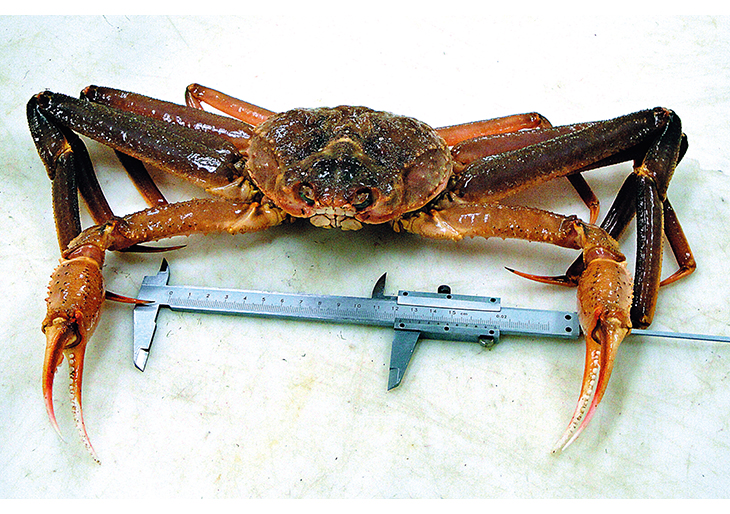 Figure 2.4 Snow crab. The first specimen found near Svalbard.
