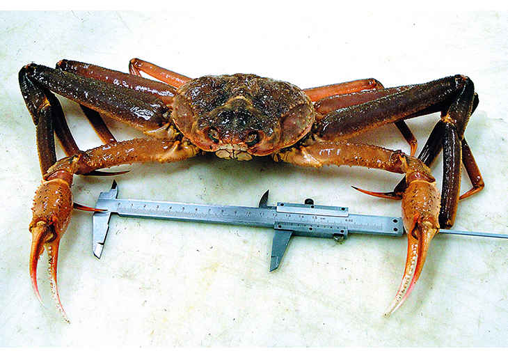 Figure 2.4 Snow crab. The first specimen found near Svalbard.
