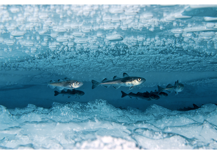 Figure 2.5 Polar cod.