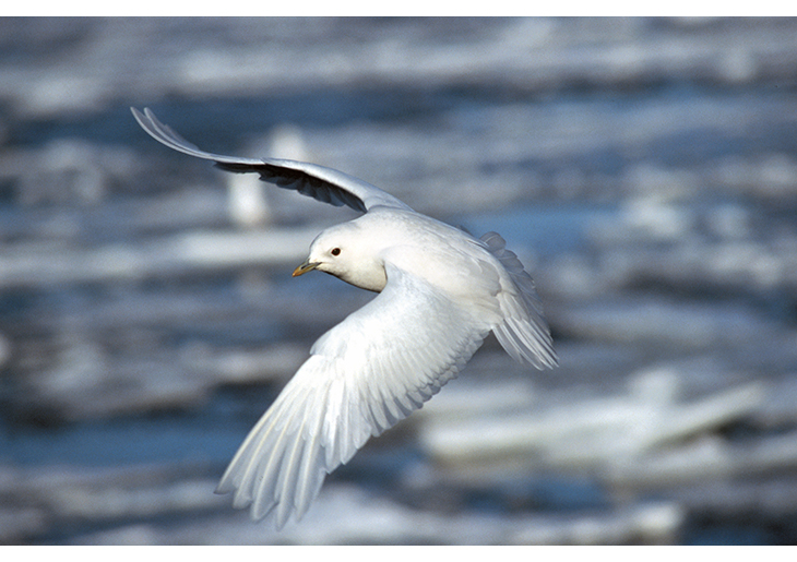 Figure 2.7 Ivory gull.