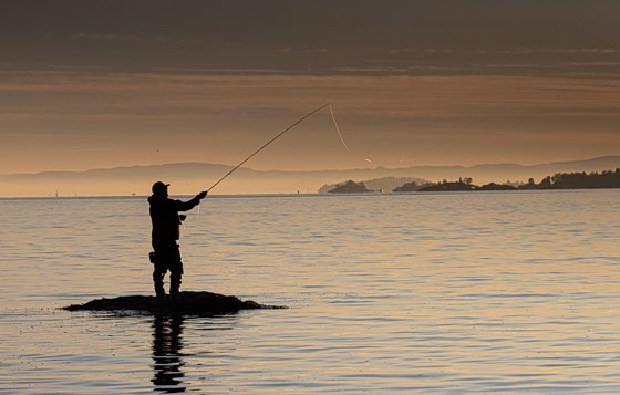 Fluefisker i solnedgang i Oslofjorden