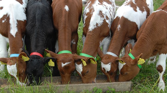 Økt mjølk- og kjøttproduksjon er hovedfokus i satsingen