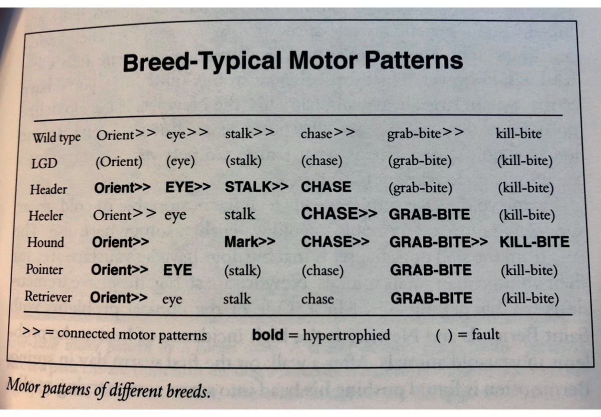 Figur 3.8 Figuren er hentet fra Coppinger og Coppinger (2001) og viser jaktmønsteret til ulv (wild type) sammenlignet med et utvalg av hundetyper som vokterhund, gjeterhund (eks border collie) gjeterhund (Lancashire heeler), harehund, stående fuglehund og retr...