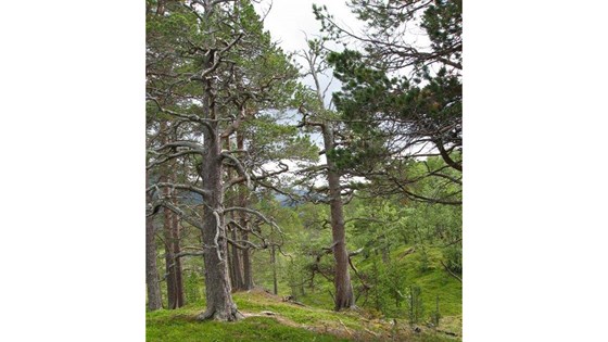Svært gammel og urskogspreget furuskog i Sanddalen naturreservat, Målselv kommune i Troms.