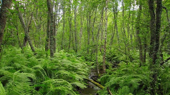 Frodig gråorskog med strutseving. Fra Pihkahistamaelva naturreservat i Nordreisa kommune, Troms fylke. 
