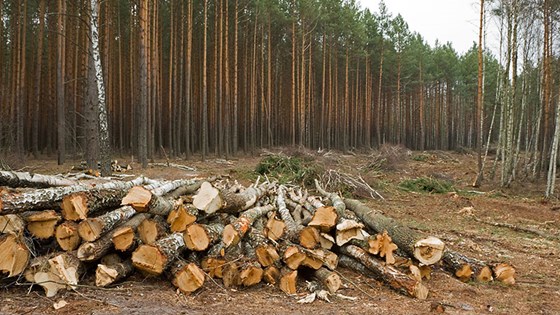 Forskningsprosjektet som ledes fra Norge skal gi mer tømmer og mindre naturskader.