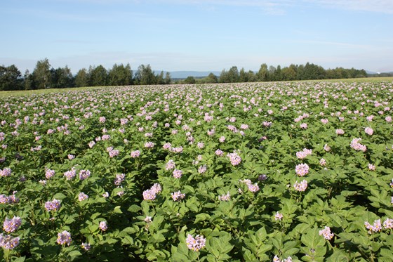 Hovedtyngden av potetproduksjonen skjer på steinfri jord i Solør-Odal, mens Nord-Østerdal er kjent for sin mandelpotetproduksjon.