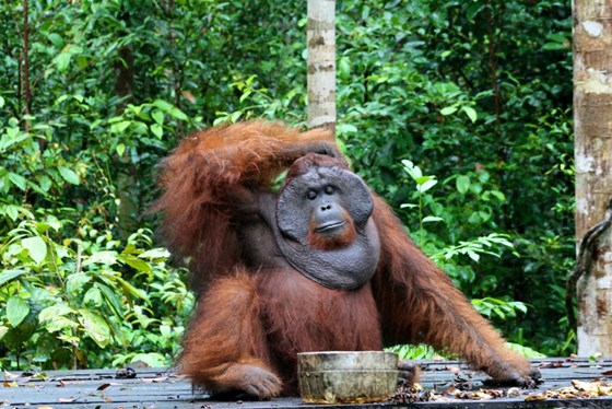 Orangutang in Indonesia