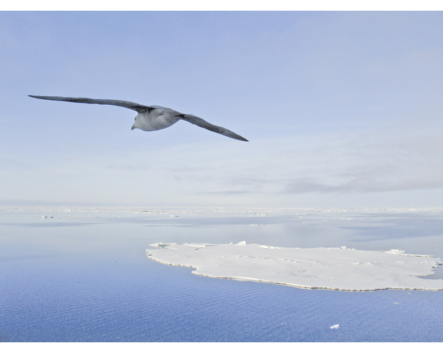 Figure 2.1 Fulmar (Fulmarus glacialis)