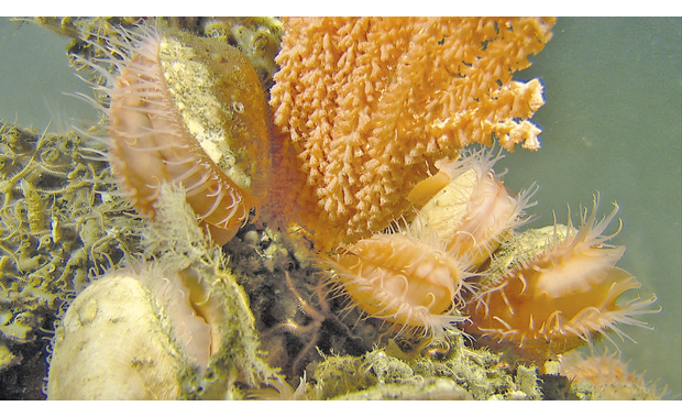 Figure 3.10 The clam Acesta excavata and a gorgonian coral, Tromsøflaket