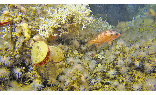 Figure 3.12 A redfish on a coral reef