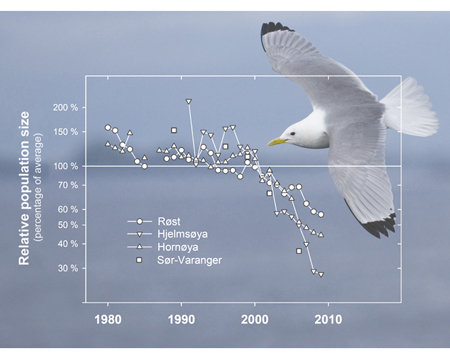 Figure 3.14 The breeding population of black-legged kittiwakes at the key localities monitored by the SEAPOP programme in the Barents Sea–Lofoten area has declined considerably in only a few years (data from the national monitoring programme for seabirds, Norweg...