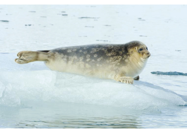 Figure 3.16 Ringed seal