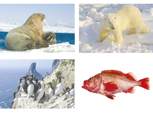 Figure 3.17 Red-listed species in the management plan area. Walrus (vulnerable), polar bear (vulnerable), common guillemot (critically endangered), golden redfish (endangered)