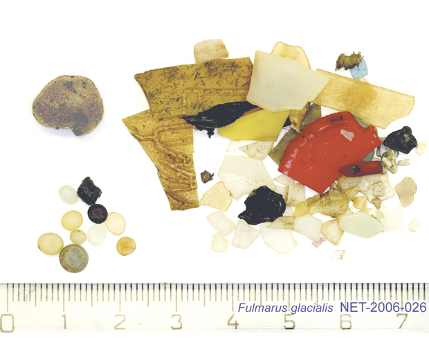 Figure 3.26 Fragments of plastic in the stomach contents of a fulmar