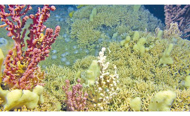 Figure 3.7 Coral reef with gorgonian corals and sponges