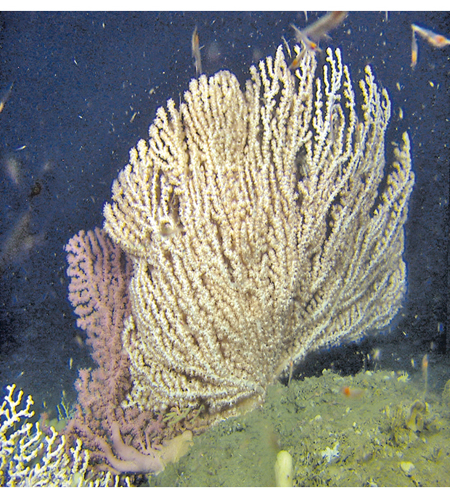 Figure 3.9 Part of a gorgonian forest