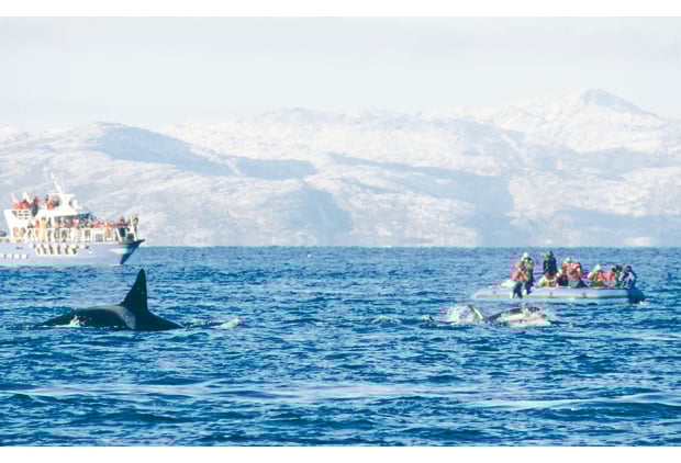 Figure 4.14 Photo: Dag Vongraven