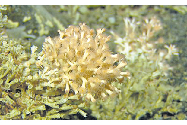 Figure 6.2 Live corals on the Røst reef.