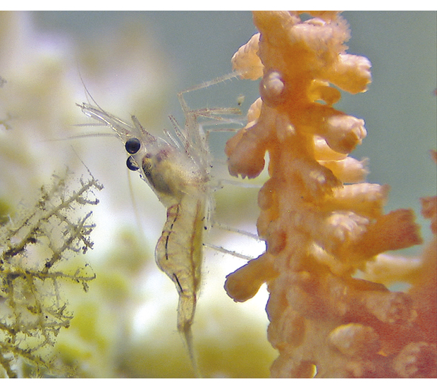 Figure 6.3 Shrimp on a gorgonian coral.