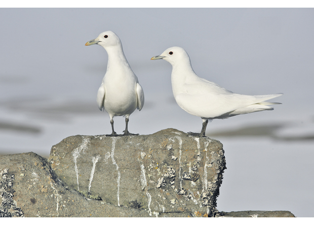 Figure 6.4 Ivory gulls.