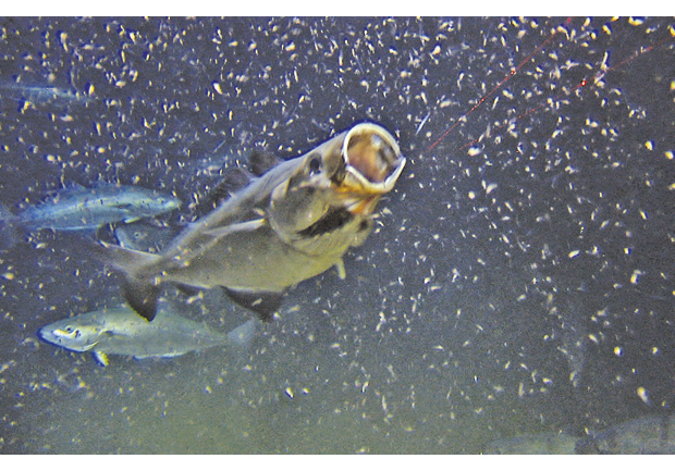 Figur 3.11 Sei som spiser krill og annet dyreplankton