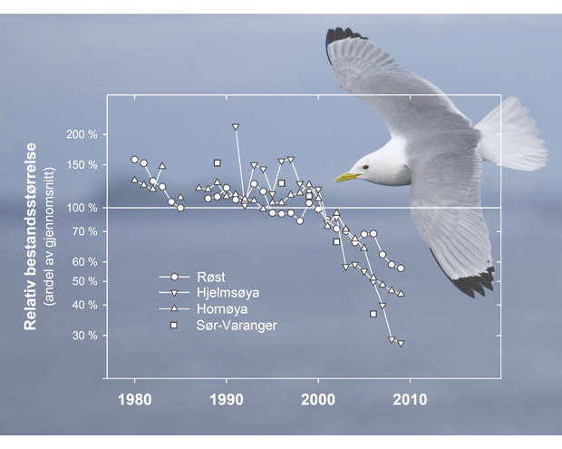 Figur 3.14 Hekkebestanden av krykkje på SEAPOPs nøkkellokaliteter i området Lofoten – Barentshavet har gått betydelig ned på få år (data fra det nasjonale overvåkingsprogrammet for sjøfugl, NINA)