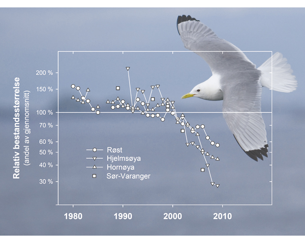 Figur 3.14 Hekkebestanden av krykkje på SEAPOPs nøkkellokaliteter i området Lofoten – Barentshavet har gått betydelig ned på få år (data fra det nasjonale overvåkingsprogrammet for sjøfugl, NINA)