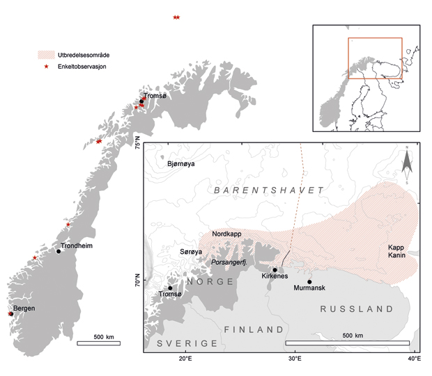 Figur 3.18 Omtrentlig utbredelse av kongekrabbe i Barentshavet (rød skravering) og steder hvor det er gjort enkeltstående funn av krabbe (rød stjerne). Enkeltfunnene sør for og i Lofoten er høyst sannsynlig kongekrabbe som er satt ut, mens enkeltfunnene lenger ...