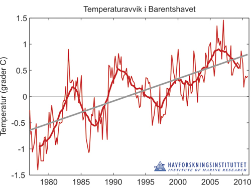 Figur 3.5 Temperaturavvik i Atlanterhavsvannet i Barentshavet i perioden 1977–2010. Figuren viser målte verdier (tynn rød linje), 3 års glidende middel (tykk rød linje) og trenden over hele perioden (grå linje)