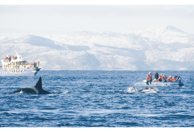 Figur 4.14 Hvalsafari